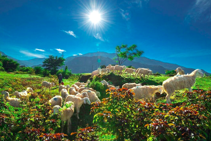 Những đàn cừu gắn liền với biểu tượng du lịch tỉnh Ninh Thuận